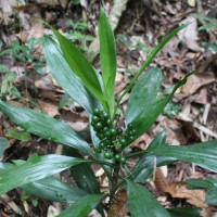 Dracaena thwaitesii Regel